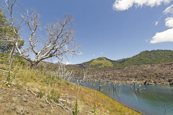 Nalcas nationella reserv, chilenska Patagonien, Chile. — Stockfoto