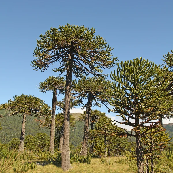 Araucaria, symbol för chile — Stockfoto