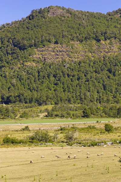 Araucania, 칠레에서 방목 하는 양 — 스톡 사진