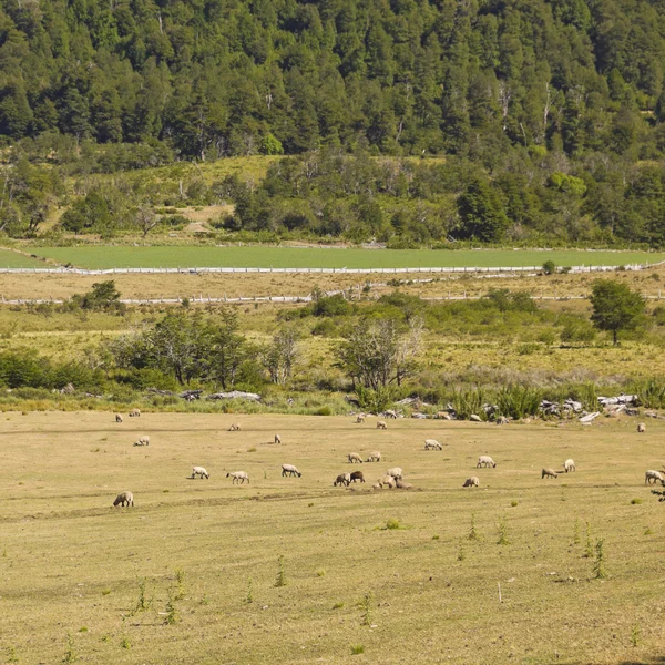 Wypasu owiec w Araucania, Chile — Zdjęcie stockowe