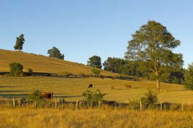 Cows grazing in Chile clipart