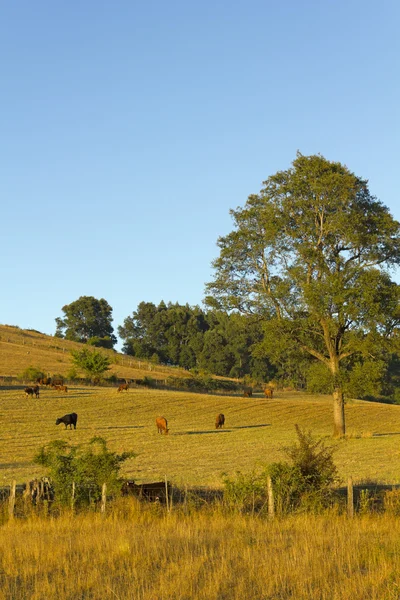 Pâturage des vaches au Chili — Photo