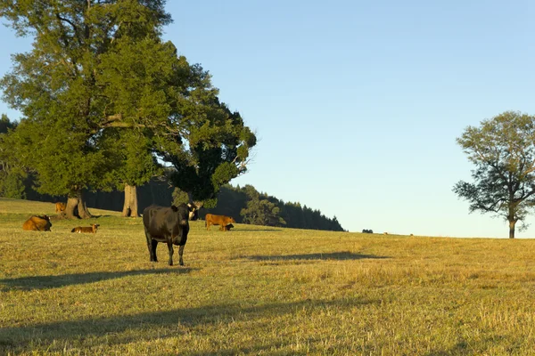 Koeien grazen in Chili — Stockfoto