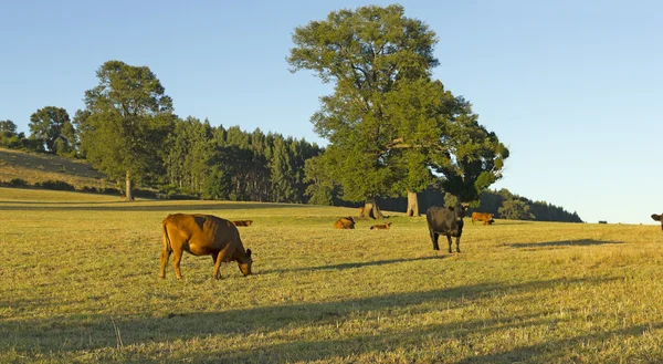 Kühe weiden in Chile — Stockfoto