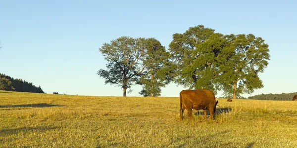 Koeien grazen in Chili — Stockfoto