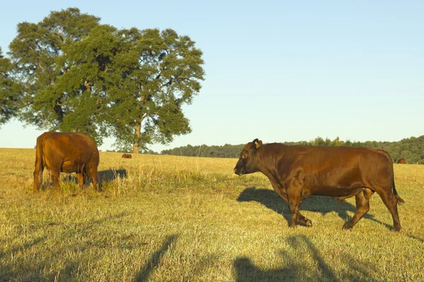 Chilében legelő tehenek — Stock Fotó