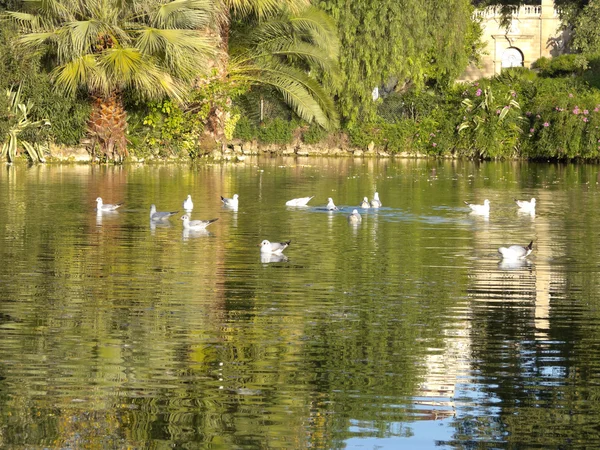Birds in Ciutadella Park — Stock Photo, Image