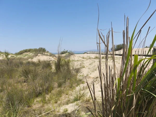 Strand in de Delta van de Ebro — Stockfoto