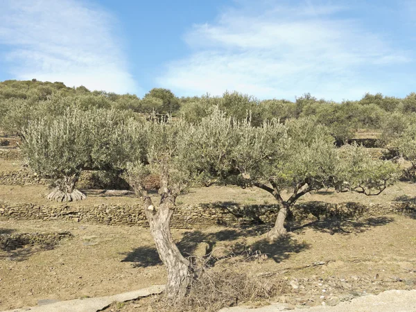 Spanische Olivenbäume. — Stockfoto