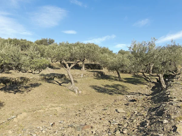 Оливковые деревья Испании . — стоковое фото