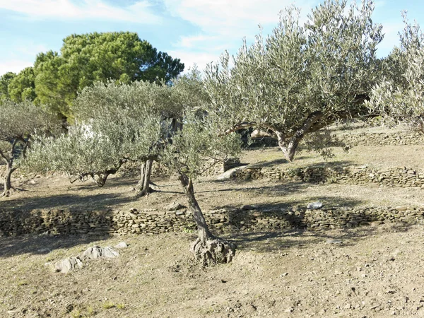Spanische Olivenbäume. — Stockfoto