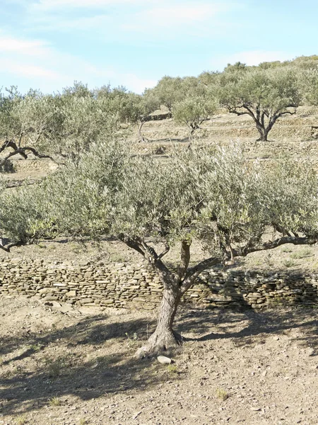 Španělské olivové stromy. — Stock fotografie