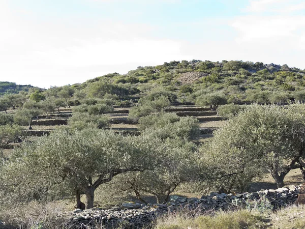 Spanische Olivenbäume. — Stockfoto