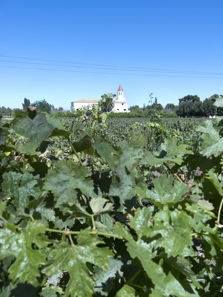 Wine industry in Chile — Stock Photo, Image