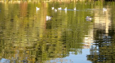 kuşlar ciutadella Park