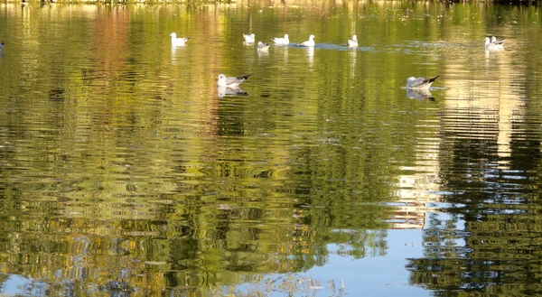 Vögel im Ciutadella Park — Stockfoto