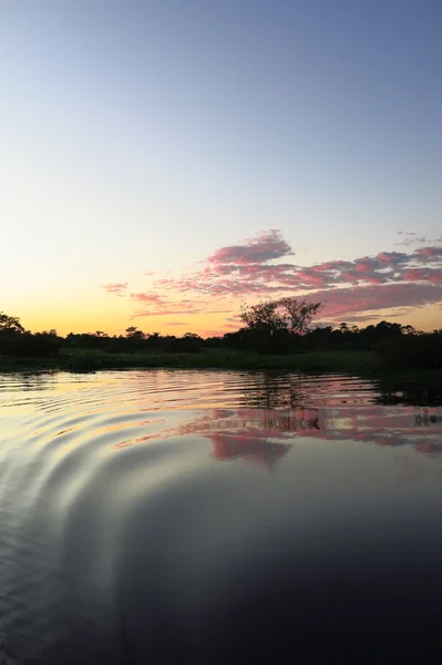 Sunrise a dzsungelben, Bolívia — Stock Fotó