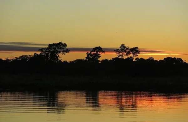 Nascer do sol na selva, Bolívia — Fotografia de Stock