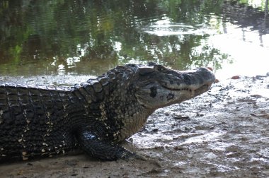 Madidi Milli Parkı, Bolivya, Caiman (Caimaninae)