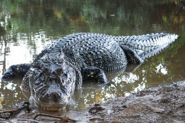 Madidi Milli Parkı, Bolivya, siyah Caiman