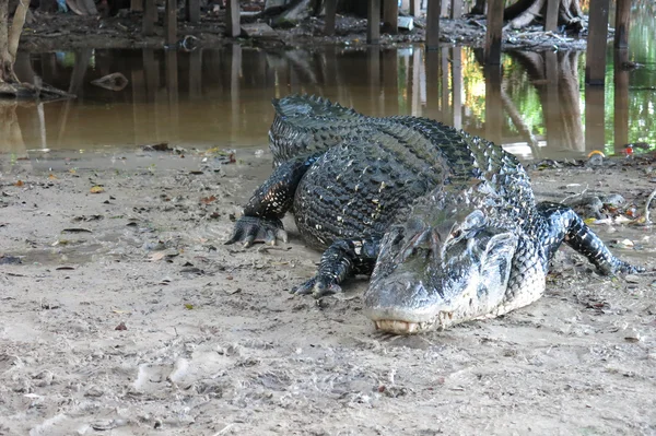 Μαύρο Caiman στο εθνικό πάρκο Madidi, Βολιβία — Φωτογραφία Αρχείου