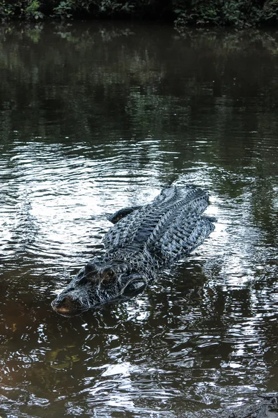 Caiman (Caimaninae) no Parque Nacional Madidi, Bolívia — Fotografia de Stock