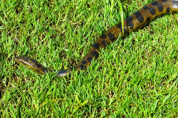 Anaconda verde (Eunectes murinus ) — Fotografia de Stock