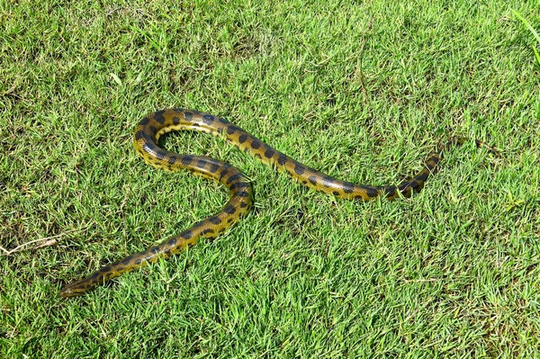 Anaconda verde (Eunectes murinus ) — Foto Stock