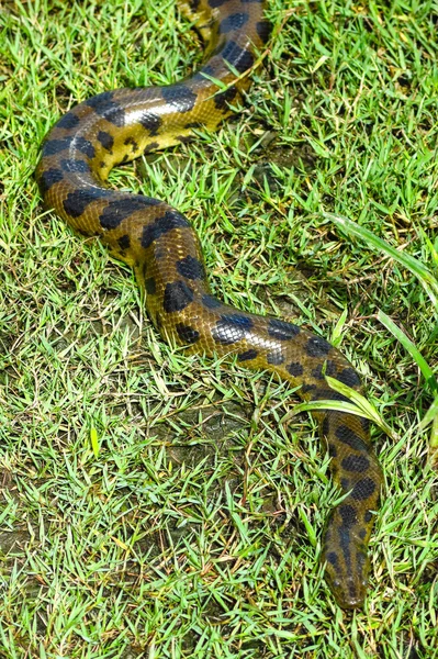 Green anaconda (Eunectes murinus) — Stock Photo, Image