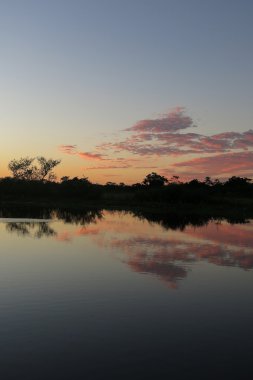 Sunrise ormanda, Bolivya