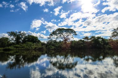 Yacuma Nehri. Bolivya orman. 