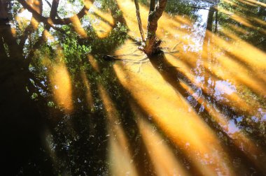 Yacuma Nehri. Bolivya orman. 