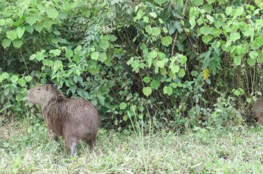 Capibara. Madidi Park. Bolivya