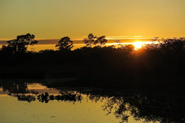 Nascer do sol na selva. — Fotografia de Stock