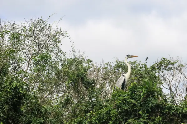 Cocoi Heron in Flight — Stock Photo, Image