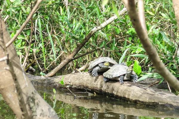 Tortugas en el río Yacuma —  Fotos de Stock