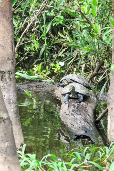 Sköldpaddor i floden Yacuma — Stockfoto