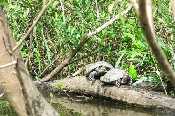 Tortugas en el río Yacuma —  Fotos de Stock
