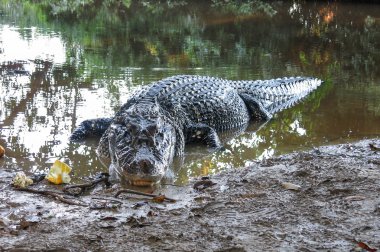 Yacuma Milli Parkı, Bolivya, siyah Caiman