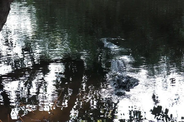 Cocodrilo negro escondido en el río Yacuma — Foto de Stock