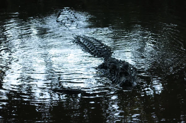 Svart alligator gömd i floden Yacuma — Stockfoto