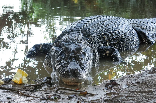 Μαύρο Caiman στο εθνικό πάρκο Yacuma, Βολιβία — Φωτογραφία Αρχείου