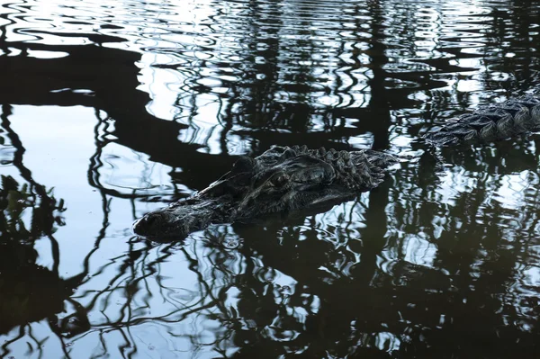 Svart alligator gömd i floden Yacuma — Stockfoto