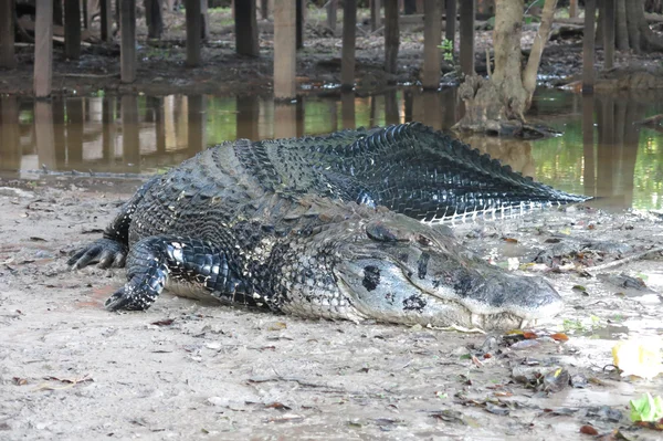 Μαύρο Caiman στο εθνικό πάρκο Yacuma, Βολιβία — Φωτογραφία Αρχείου