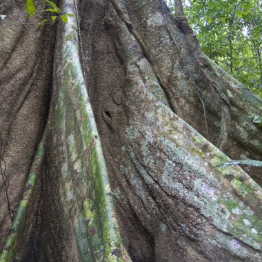 Kapok ağacının gövde