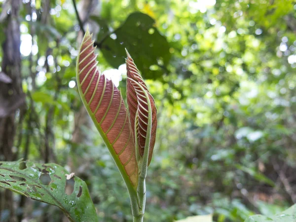 Jungle brumeuse, scène de forêt tropicale . — Photo