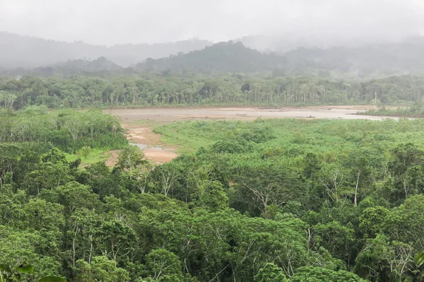 Тропические леса. — стоковое фото