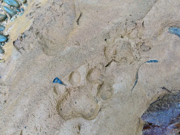 Voetafdruk van jaguar op modder — Stockfoto