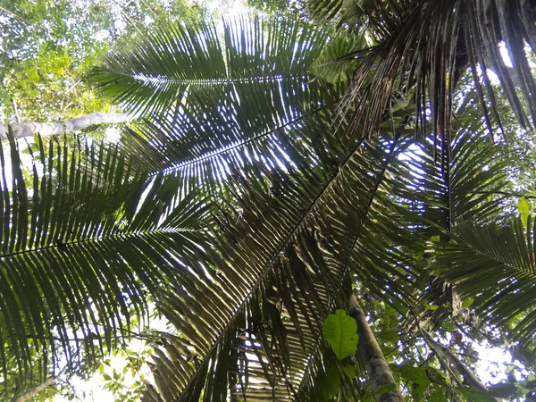 Amazonas djungel — Stockfoto