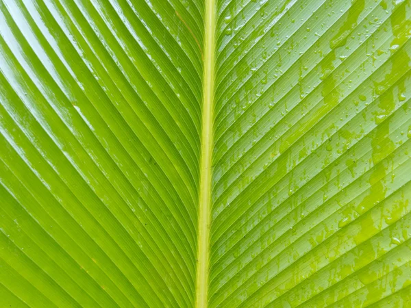 Green Palm leaves — Stock Photo, Image